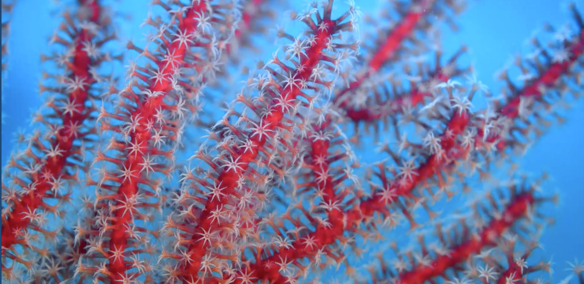 The Coral Sea