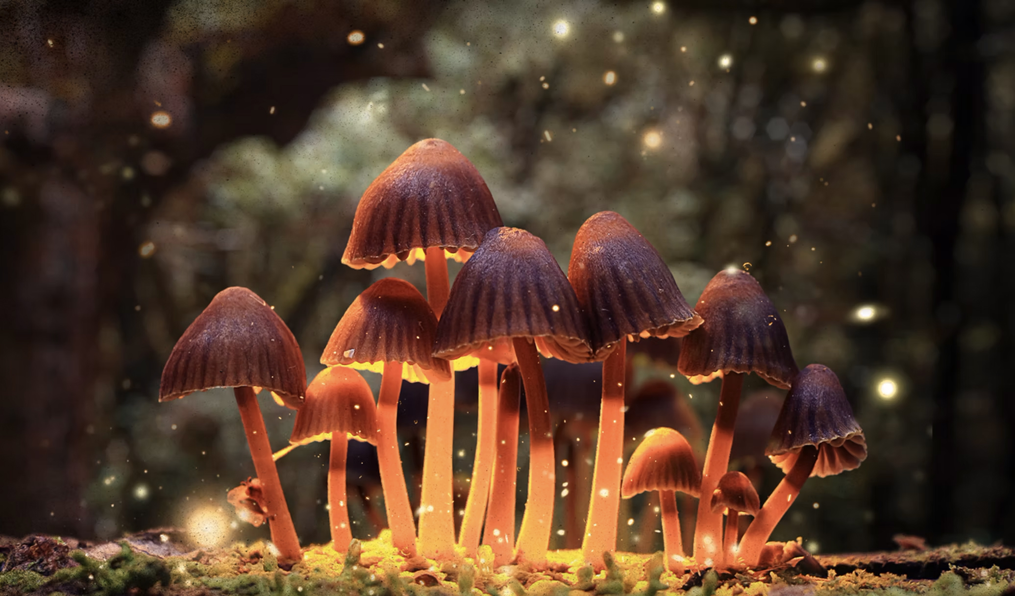 Fungi: The Web of Life