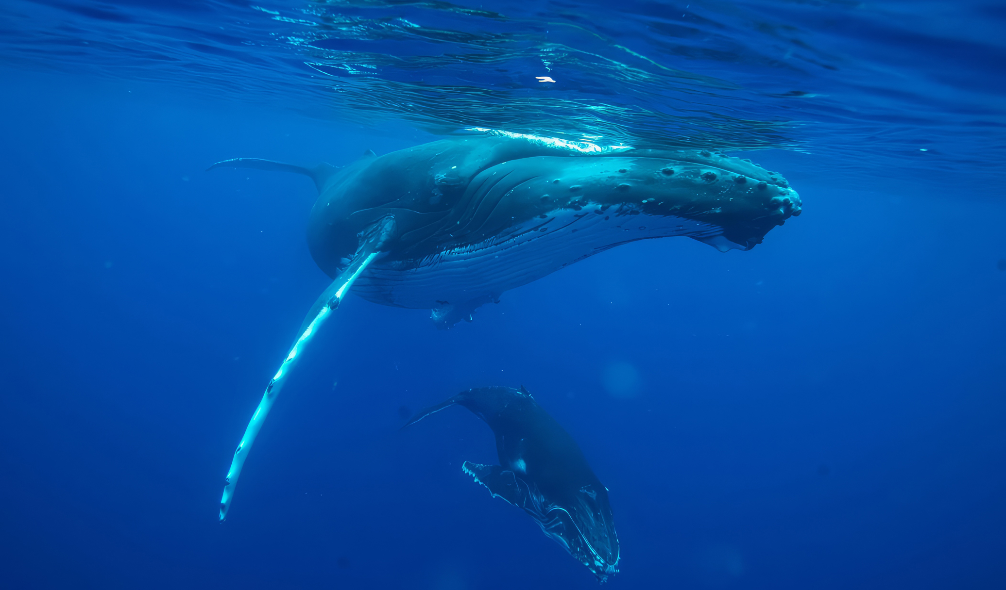 Whale Super Highway