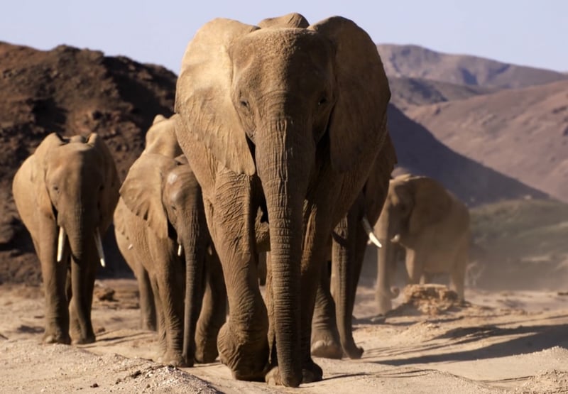 Elephants: Giants of the Desert
