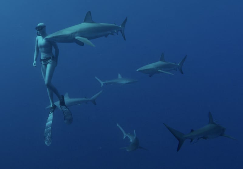 Shark Kingdom